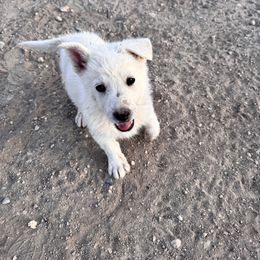 Girl 1 - White female German Shepherd puppy in Pahrump, Nevada from Baca's German Shepherds