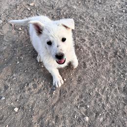 Girl 1 - White female German Shepherd puppy in Pahrump, Nevada from Baca's German Shepherds