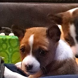 Pink Collar Girl 2 - Red and white female Basenji puppy in Tuttle, Oklahoma from Steadfast Farm (SFF)
