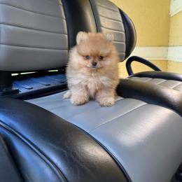 Simba - Orange sable male Pomeranian puppy in Bonita Springs, Florida from 🤎 Dreaming Puppies 🐶