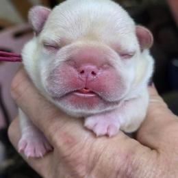 Wine collar girl - Cream female French Bulldog puppy in Polk City, Florida from Best Friend Frenchies, LLC