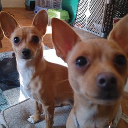 Chihuahuas and Sporty Mixes from Dauntless Chihuahuas