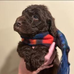 Poodle Puppies from Semmy’s standard Poodle