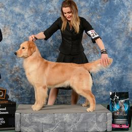 Nike - Golden Retriever