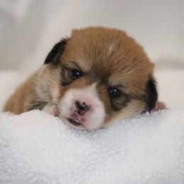 Sable boy - Sable male Pembroke Welsh Corgi puppy in Ville Platte, Louisiana from Flat town corgis