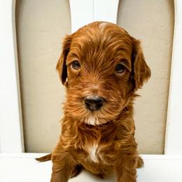 Forest - Red  male Goldendoodle puppy in Peoria, Arizona from Cactus Doods