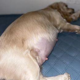 Cocker Spaniel Puppies from Brooks House Cocker Spaniels