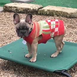 SMOKO - French Bulldog