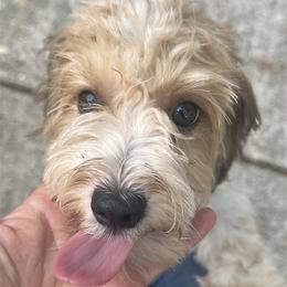 Archie - Chocolate sable male Havanese puppy in Clearwater, Florida from Havanese Loves