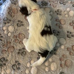 Biewer Terrier Puppies from Moonshadow Biewer Terriers