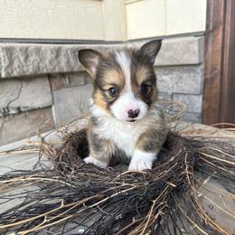 JCoop - Sable male Pembroke Welsh Corgi puppy in Benjamin, Utah from Nuna’s  Corgis