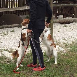 Nederlandse Kooikerhondje All Grown Up from Noble Pines Kooikerhondjes