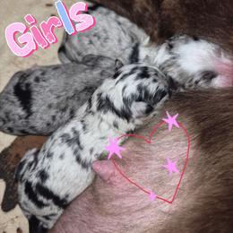 Girl 1 Blue Merle- Blue eyes - Blue merle female Australian Shepherd puppy in Sioux Falls, Sd Area, South Dakota from Diamond Aussies N the Rough