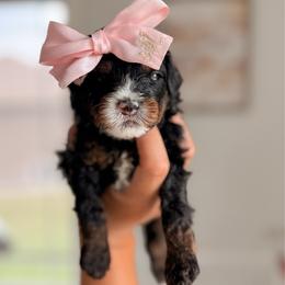 Manila - Tri-color female Bernedoodle puppy in Cold Spring, Minnesota from A.N.A. Doodles