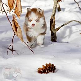 Pomsky Puppies from Foxfire Arctic Spitz