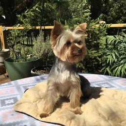 Mattie - Yorkshire Terrier