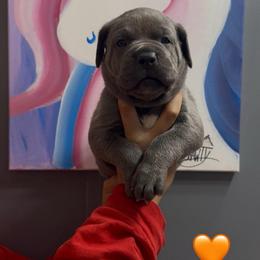4th pick of the females - Gray brindle female Cane Corso puppy in Clewiston, Florida from Far From Average Kennels