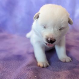 Pomsky Puppies from Valparaiso Pomskys