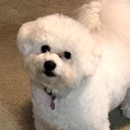 Sparkle - Bichon Frise