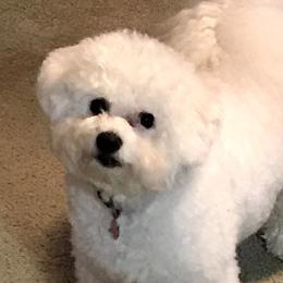 Sparkle - Bichon Frise