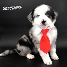 Bi Blue Merle 1 Long tail 2 blue eyes - Blue merle male Miniature Australian Shepherd puppy in Pinehurst, Texas from Aussie Amor