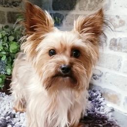Milo - Yorkshire Terrier