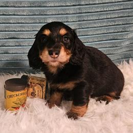 Georgi - Black and cream male Dachshund puppy in Sylvania, Georgia from Dachshund and Co.