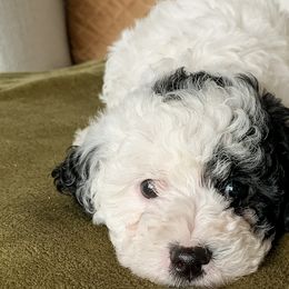 Cavapoos from Hess Cavapoos