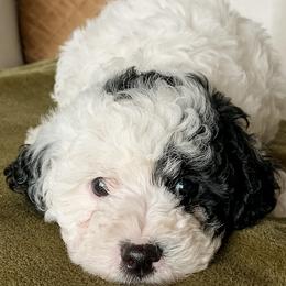 Cavapoos from Hess Cavapoos