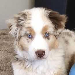 Australian Shepherds from Northern Lights Aussies