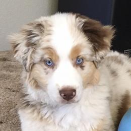 Australian Shepherds from Northern Lights Aussies