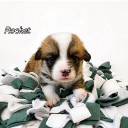 Rocket - White and red male Pembroke Welsh Corgi puppy in Riverside, California from Chases Dream Kennel