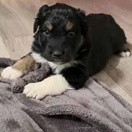 Glory - Black tri-color female Australian Shepherd puppy in Harrah, Oklahoma from Kamm's Aussies