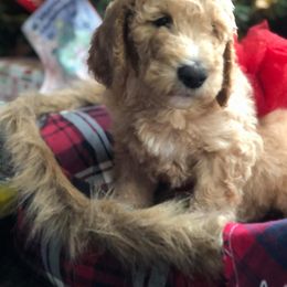 Goldendoodle Puppies from Penny Doodles