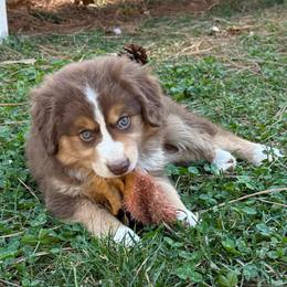 Bumi - Red tri male Miniature Australian Shepherd puppy in Shingletown, California from Whiskeytown Aussies