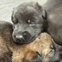 Boy 2 - Black and red male German Shepherd puppy in Newburyport, Massachusetts from Runchkin Hill K9