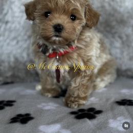 Cavapoo, Maltipoo, and Poodle Puppies from McCraws N Paws