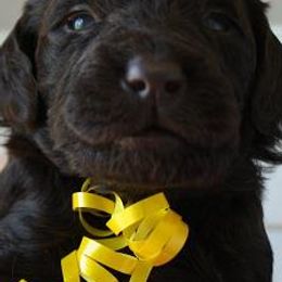 Goldendoodles, Labradoodles, Labrador Retrievers, and Poodles from Apple Creek Doodles