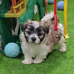 Dakota - Brindle and white male Mal-Shi puppy in Aurora, Missouri from KnJ Precious Paws LLC
