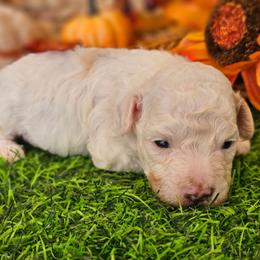 Akc clear - White male Poodle puppy in Salem, Missouri from Meadowbrook Poodles