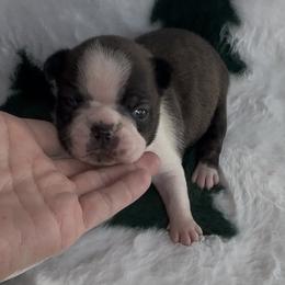 Girl 2 - Black brindle and white female Boston Terrier puppy in Eight Mile, Alabama from Bishop's Bostons