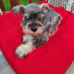 Miniature Schnauzer Puppies from Cuddle Puddles Schnauzers