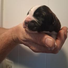 Rosemarry - Brown and white female Saint Bernard puppy in Kinsman, Ohio from Coleman Saint Bernards of Ohio