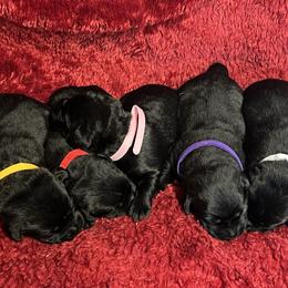 Girl 2 - Black female Labrador Retriever puppy in Beaverdam, Virginia from Gold Heart Labradors