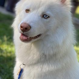 Phoenix - Pomsky