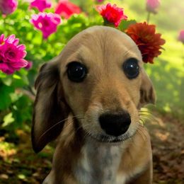 Allie - Dachshund