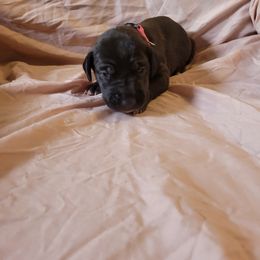 Cane Corso and Great Dane Puppies from RC RANCH GREAT DANES