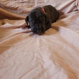 Cane Corso and Great Dane Puppies from RC RANCH GREAT DANES