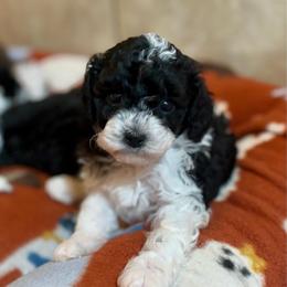 Dice - Parti male Poodle puppy in Wharton, Texas from In the Red Poodles