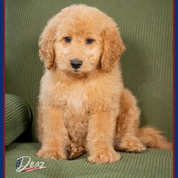 Giggles - Red  female Goldendoodle puppy in Connersville, Indiana from Deaz Doodle Ranch